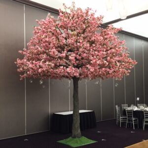 5m Pink Cherry Blossom Trees