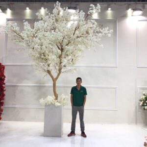 Boxed Cherry Blossom Trees