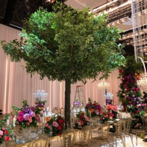 4.5m Fig Tree